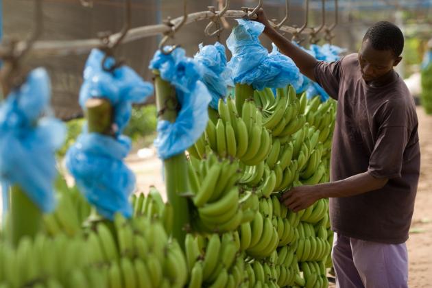 Man removing dried flowers from bunches of bananas on plantation in Ghana West Africa. Credit: Olivier Asselin / Alamy Stock Photo