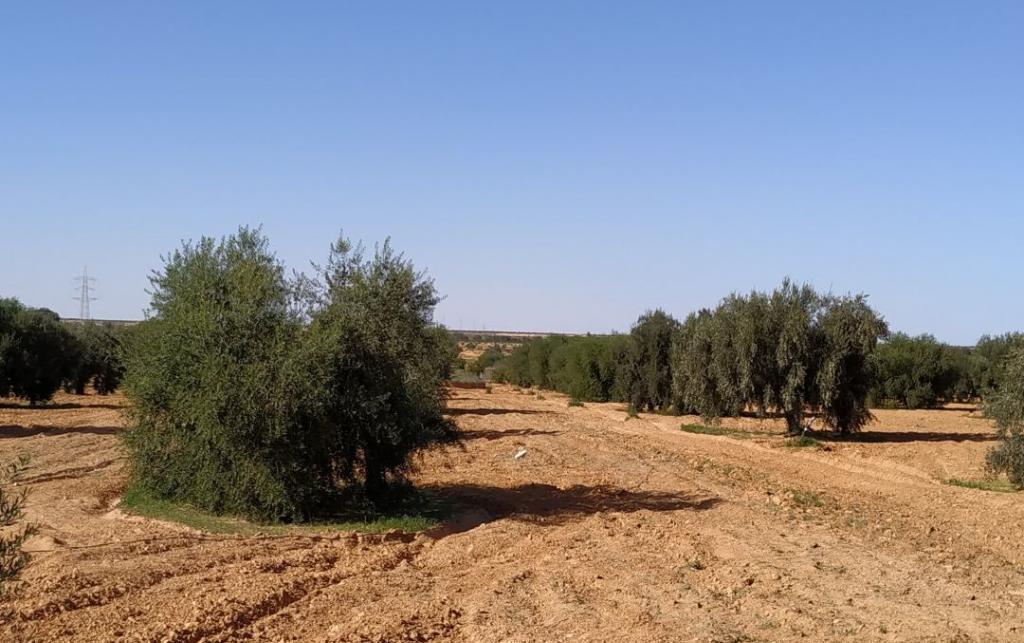An olive grove.