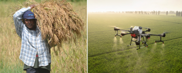 Left: A man gathers up the harvest, Right: A drone sprays pesticide across the fields