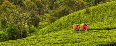 Tea pickers in a tea plantation, Sri Lanka. Tea production is one of the main sources of foreign exchange for the country. iStock